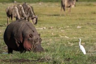 A hippopotamus grazing on grass in the foreground with a white egret standing nearby and a group of wildebeests in the background.