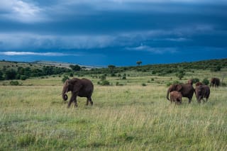 Elephants family in Maasai Mara