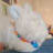 piet the bunny <3 avatar