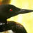 Uncommon Loon avatar