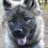 cute dogo avatar