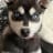 Paul Wouters avatar
