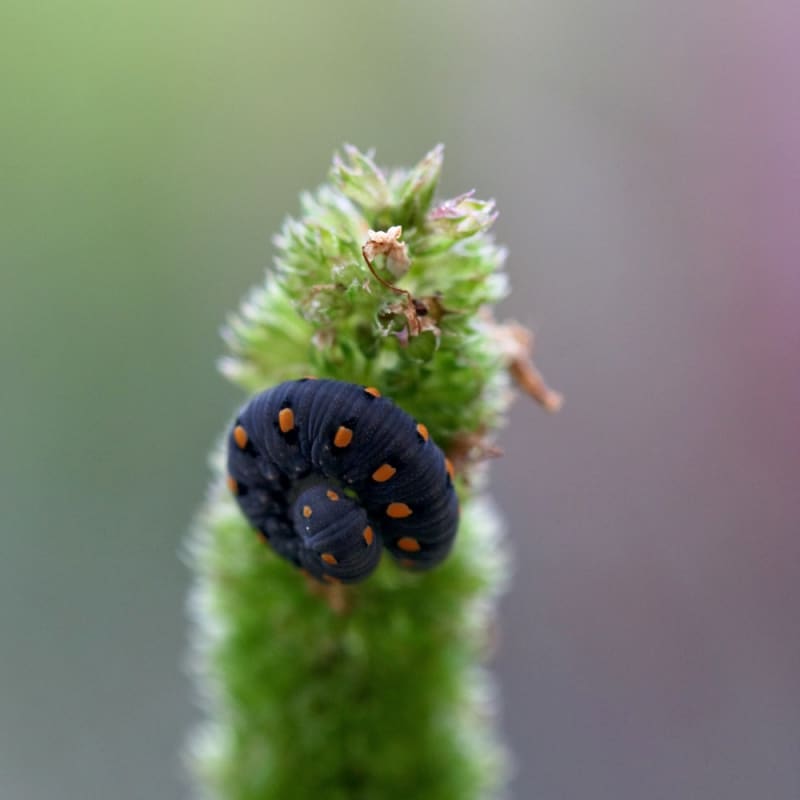 Larve de Tenthredo Marginella