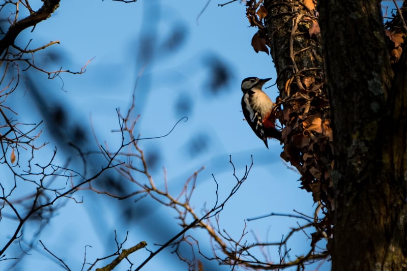 Great Spotted Woodpecker