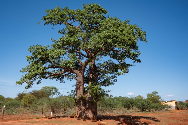 African baobab