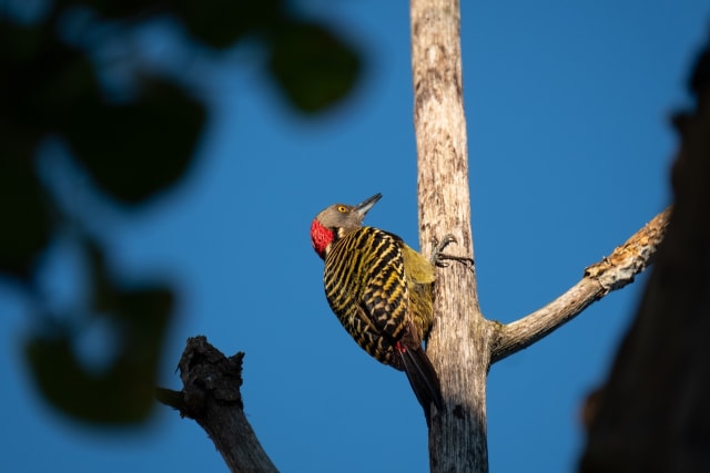 The Hispaniolan woodpecker is a medium-sized woodpecker endemic to the Caribbean island of Hispaniola (split between the Dominican Republic and Haiti).

It's a medium-sized bird with characteristic black and yellow colors. A monotypic species, it is the only Melanerpes to live in colonies.