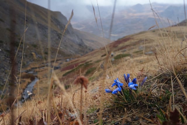 This gentian is endemic to the Dauphiné region of France. It is very similar to Gentiana verna but differs in that its leaves are lanceolate, acute and relatively long.