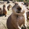 Prairie_Dog avatar