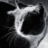 Mike Beall avatar