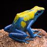 Frosch B avatar