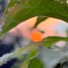 Nightskiier avatar