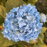 The Blue Hydrangea avatar