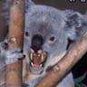 The Drop Bear 2.0 avatar