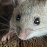 Mouse avatar