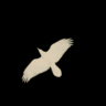 moonlightmyst avatar
