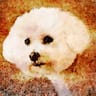 CynBlogger™️Resists Tyranny! avatar