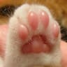 DJ Toebeans avatar