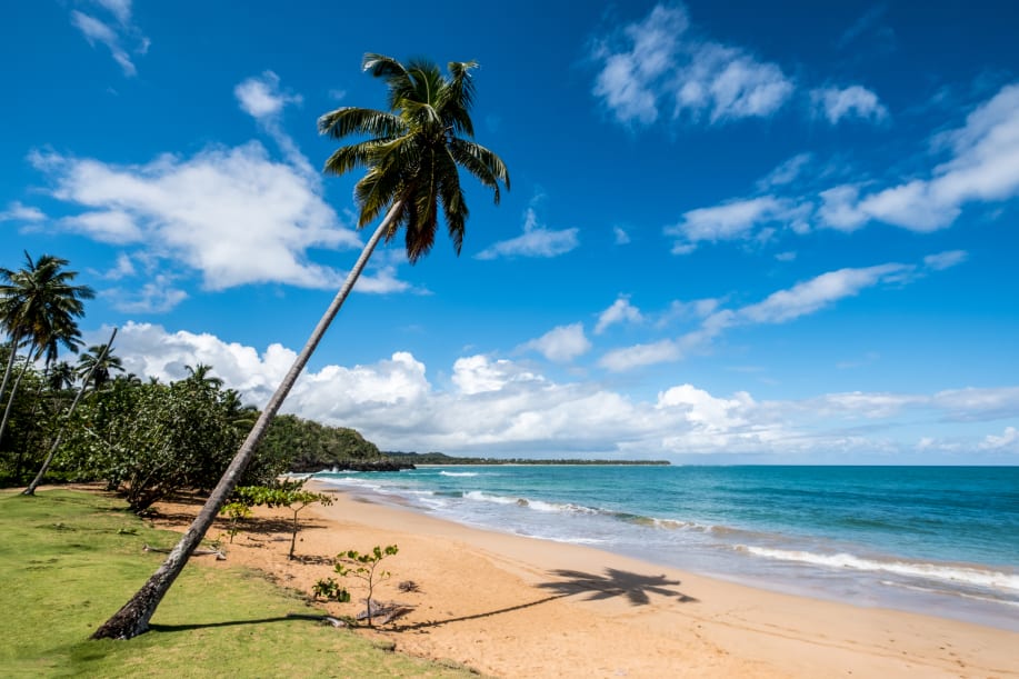 Photo of a palm tree leaning along the beach, with the ocean in the background