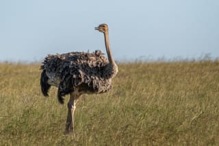 Common Ostrich