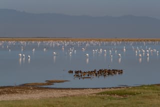 Flamingos wading in wetlands in Amboseli National Park