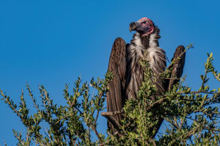 Lappet-faced vulture on a tree in Maasai Mara National Reserve