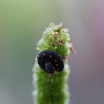 Larva of Tenthredo Marginella