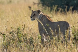 Lioness in Maasai Mara