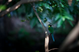 Long-tailed Broadbill