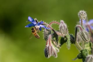 Pollination