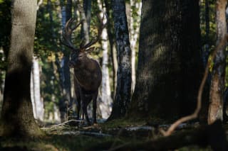 Red deer in Espace Rambouillet