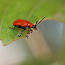 Scarlet lily beetle