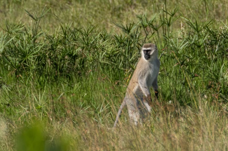 A very curious Vervet monkey