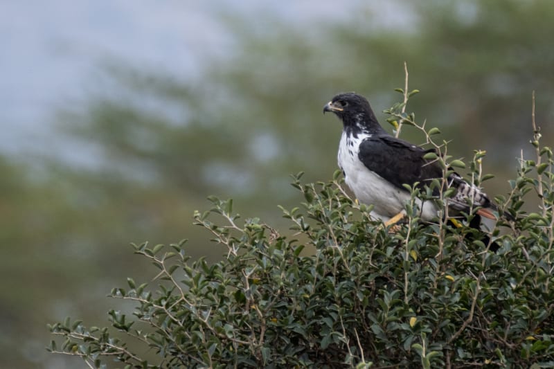 Augur Buzzard