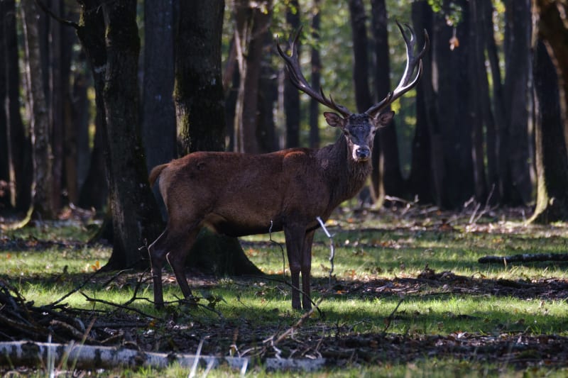 Curious red deer in Espace Rambouillet