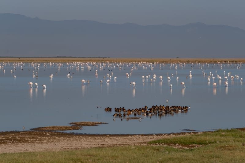 Flamingos wading in wetlands in Amboseli National Park