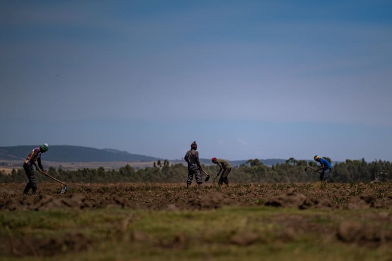 Hard manual work in the fields