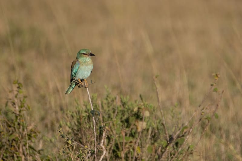 Juvenile European Roller… in Africa