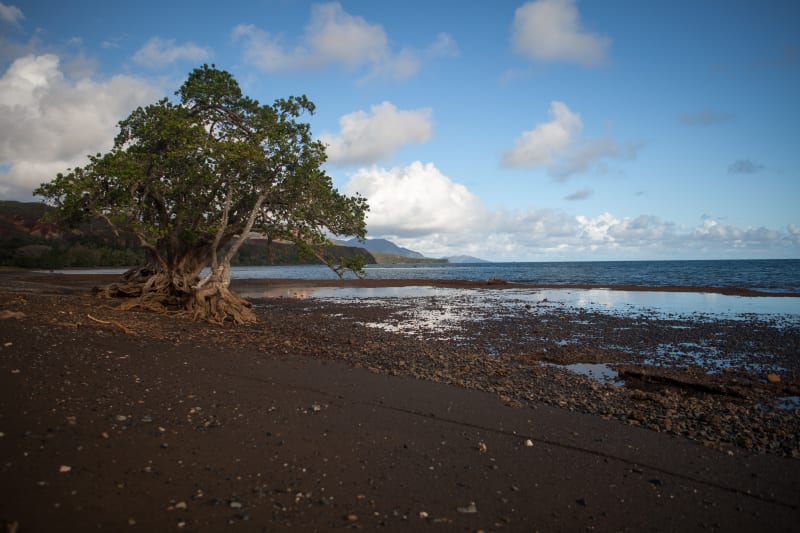 Mangrove tree in south New Caledonia