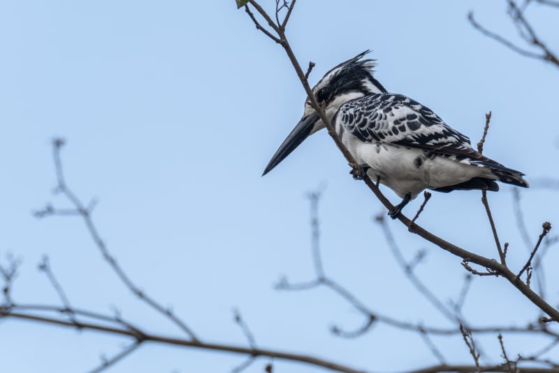 Pied Kingfisher in Lake Nakuru National Park, Kenya