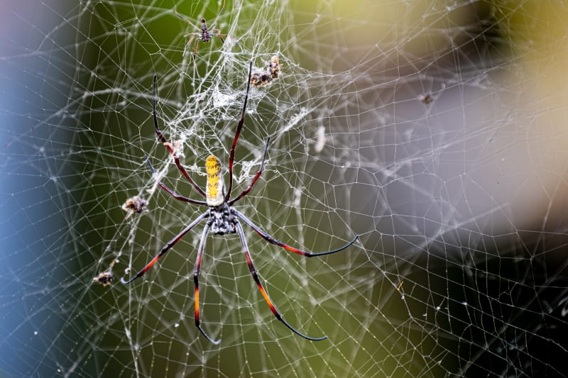 Red-legged golden orb-weaver spider