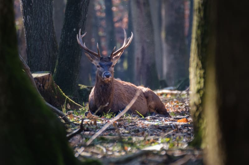 Resting red deer in Espace Rambouillet