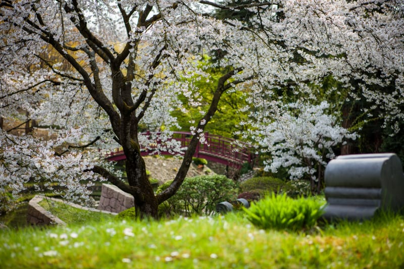 Sakura