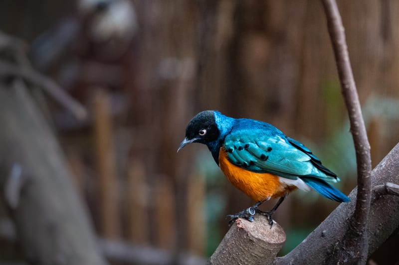 Superb Starling