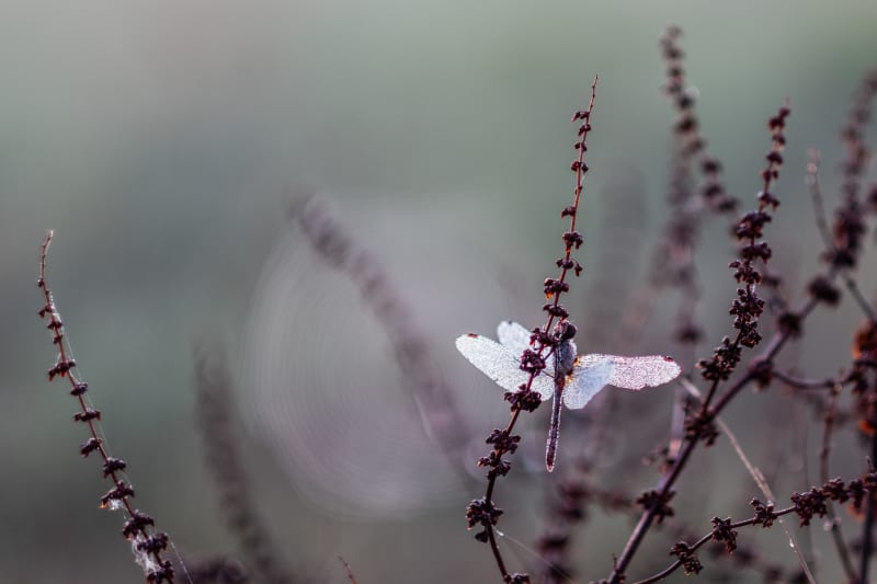 The demoiselle after the shower