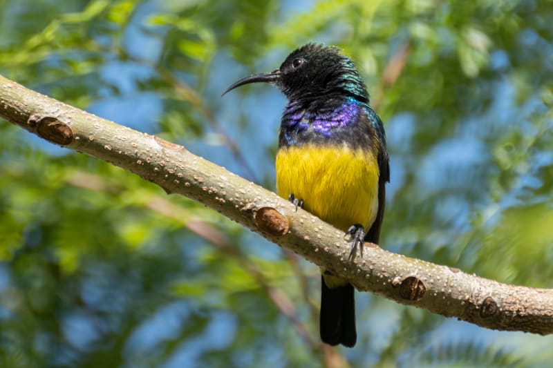 Variable sunbird in Maasai Mara National Reserve, Kenya