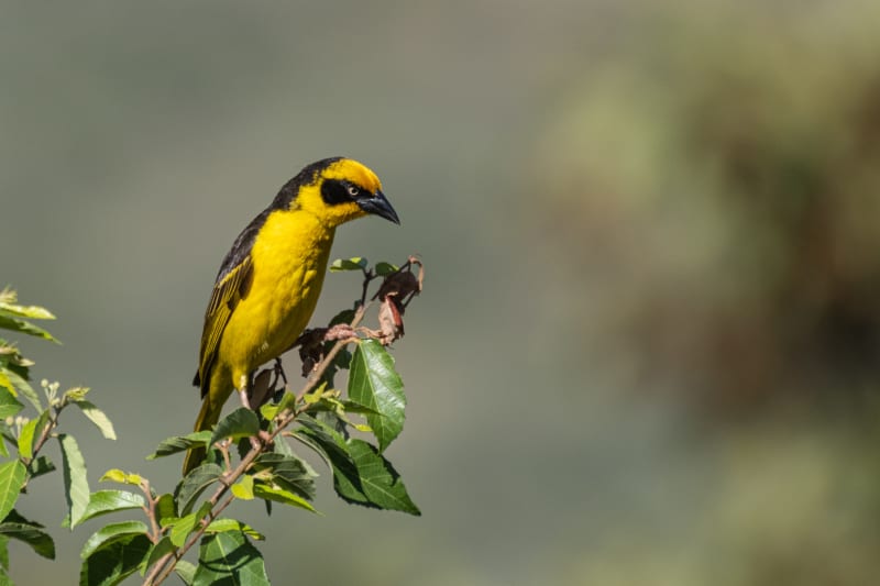 Baglafecht weaver