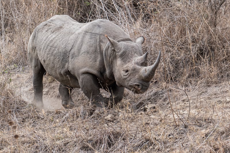 Black Rhinoceros in Lake Nakuru National Park