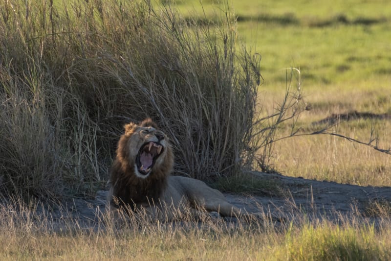 Don't be afraid, I'm just yawning