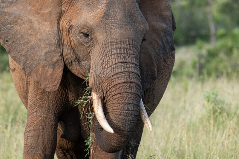 Tightly framed photo of an elephant eating grass