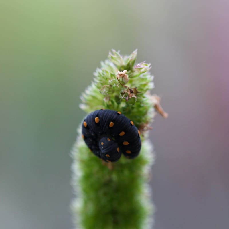 Larva of Tenthredo Marginella